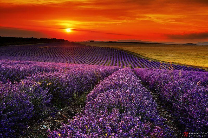 Lavender Fields фото превью