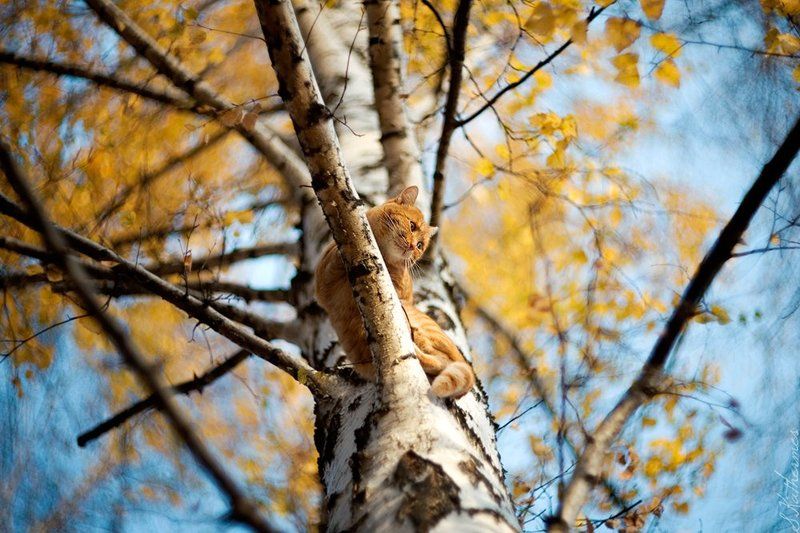 Рыжая осень фото превью