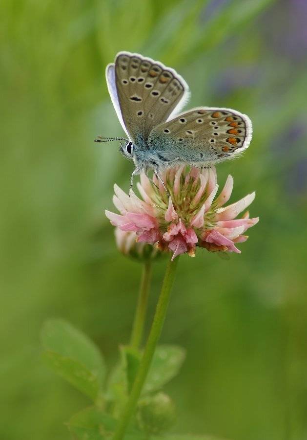 , Чепленко Алексей