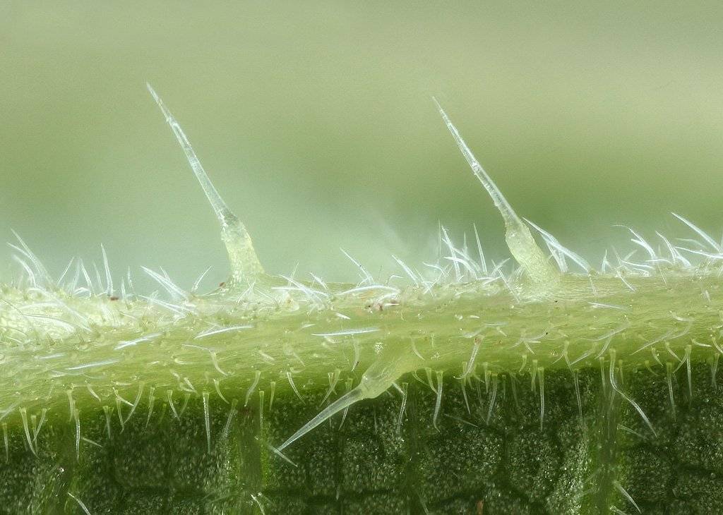 , Сергей Таланов