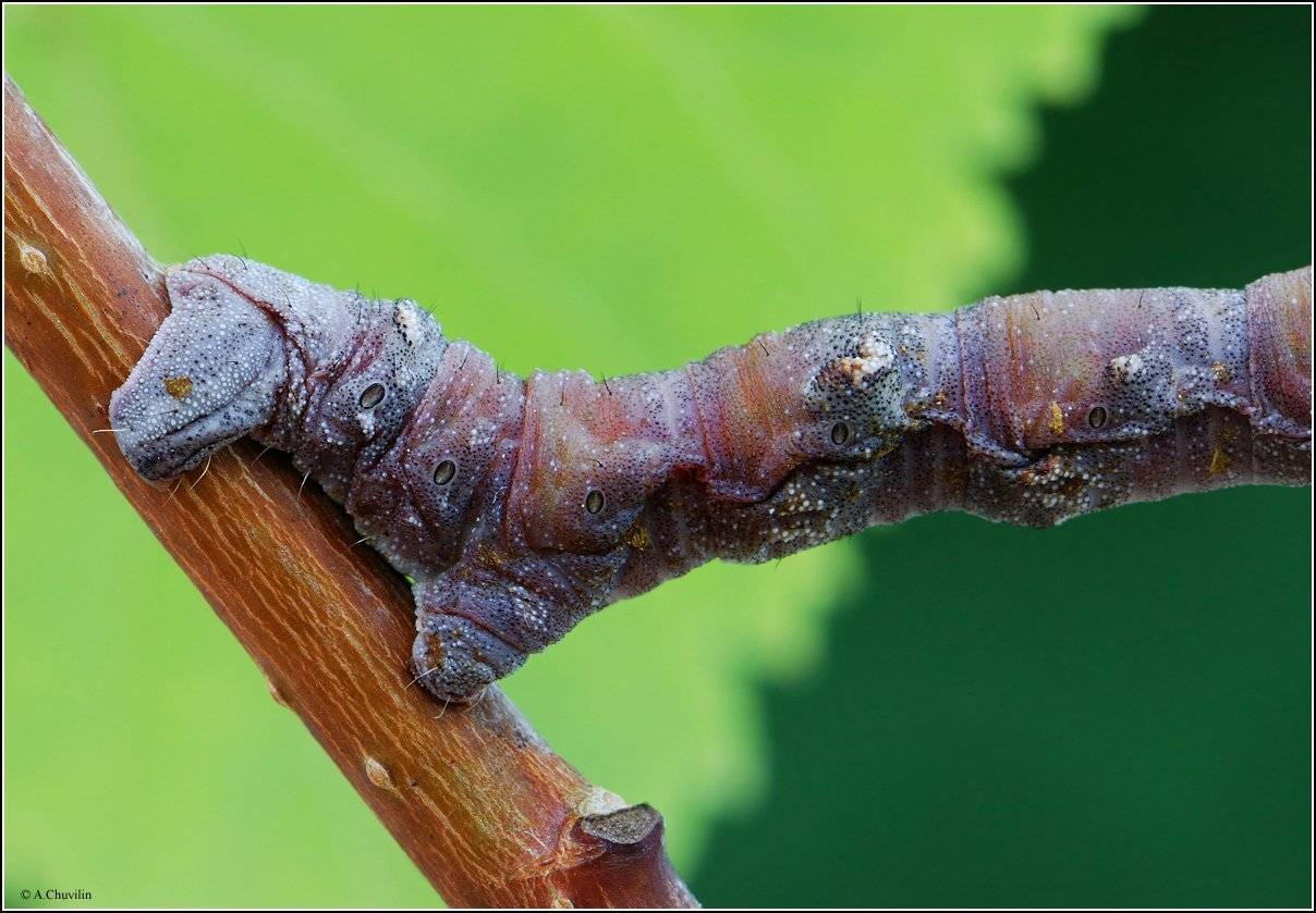 гусеница,половинка,прихватка,пяденица, Александр Чувилин