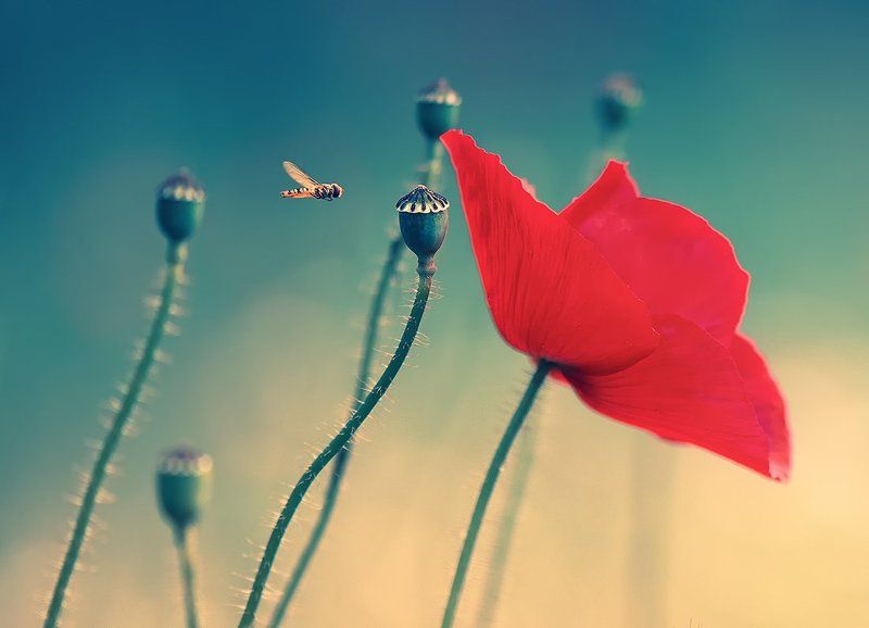 *** фото превью