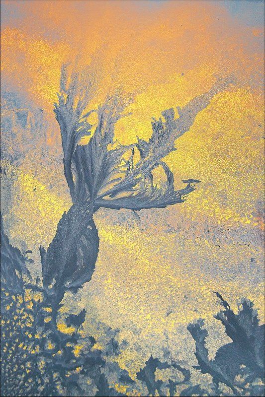 Цветок мороза фото превью