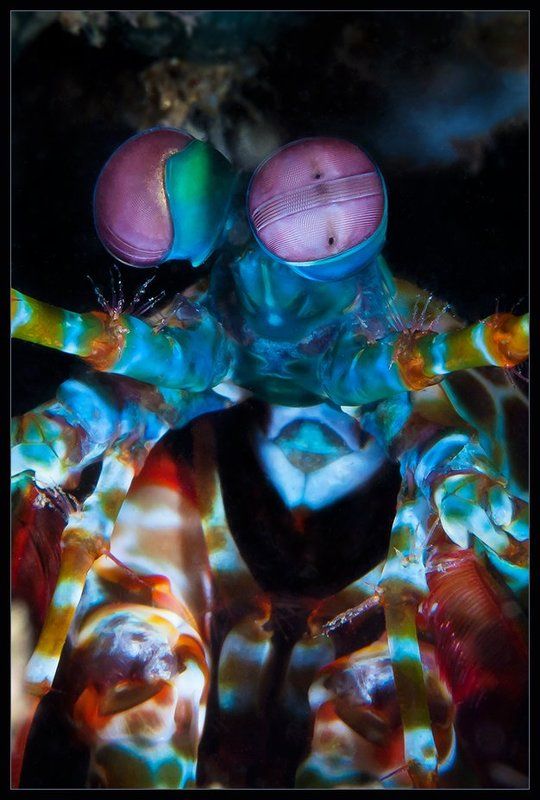 О креветках фото превью