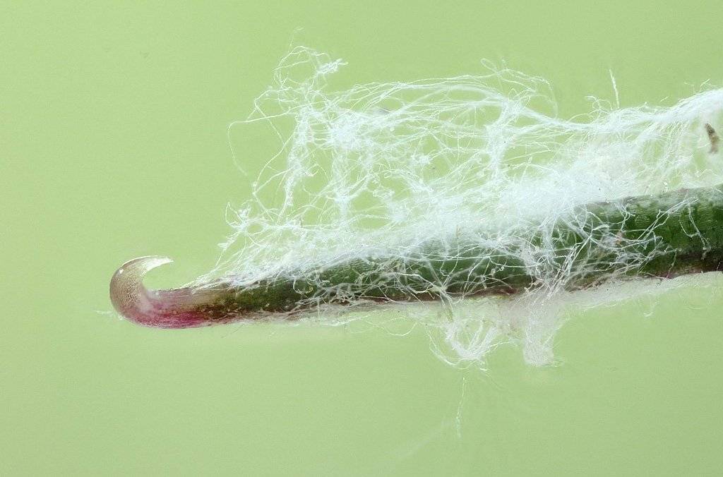 , Сергей Таланов