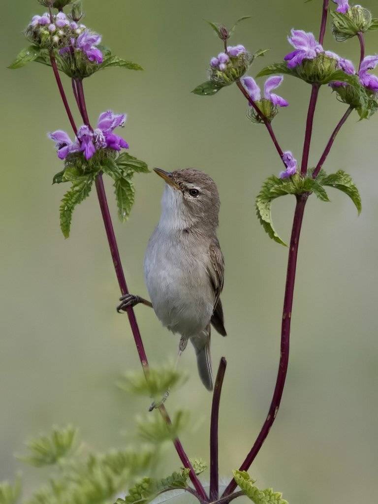 , Ляпустин Юра