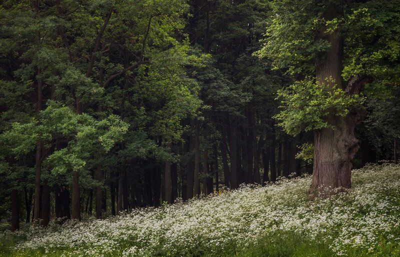 * * * фото превью