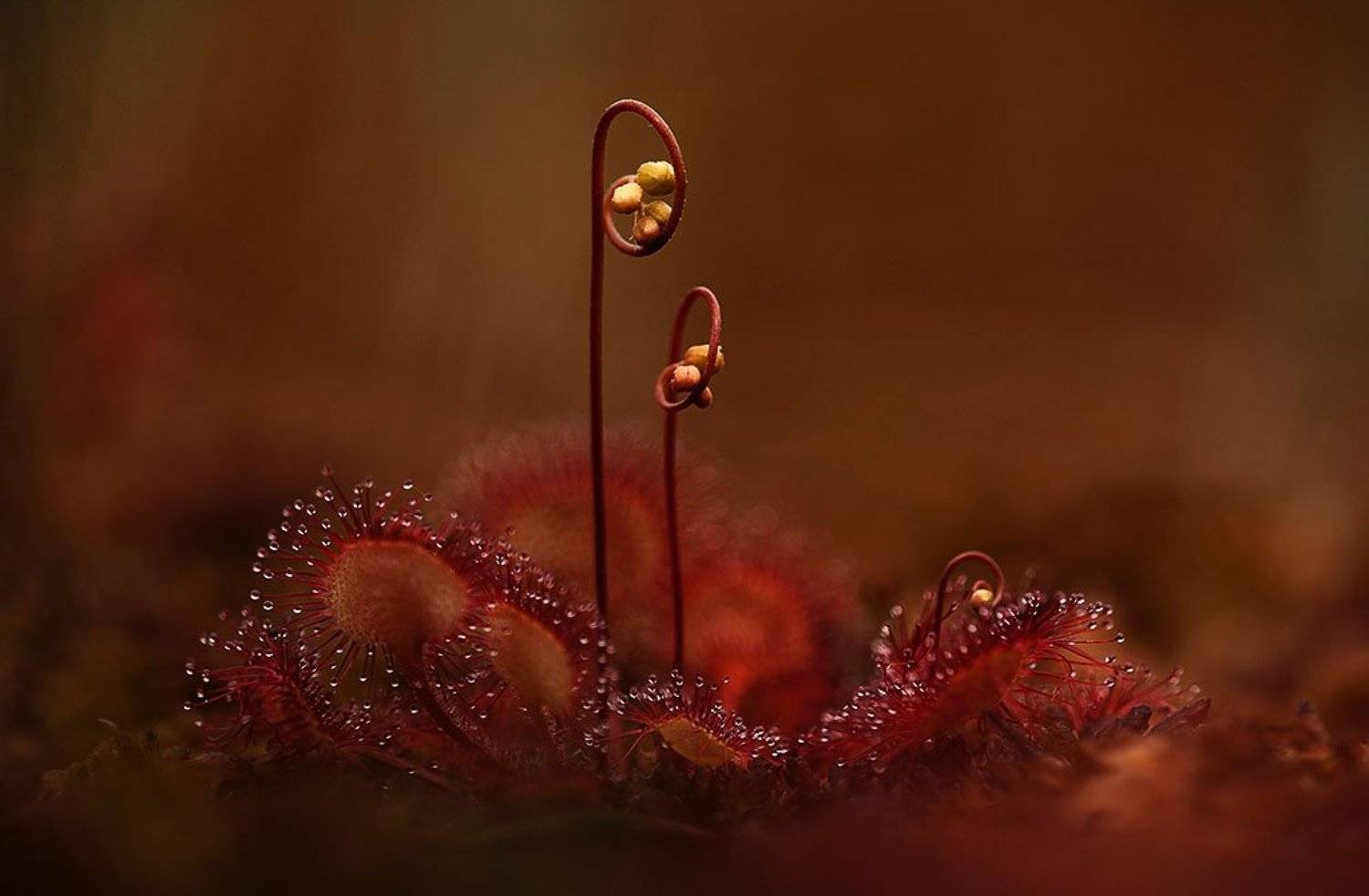 , Юлия Втюрина