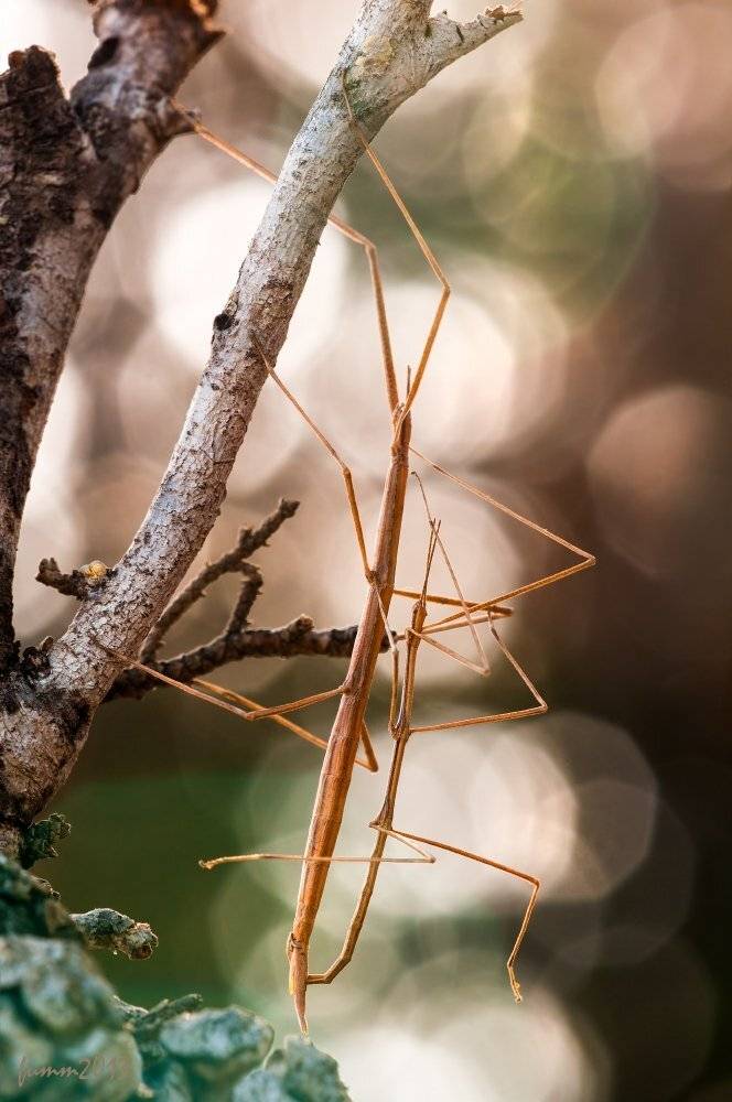 , Игорь ФУММ