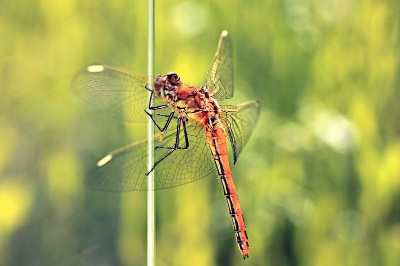 dragonfly фото превью