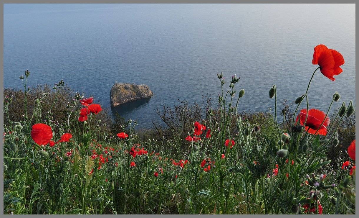 крым, весна, фиалент, маки, АНАТОЛИЙ ДОВЫДЕНКО