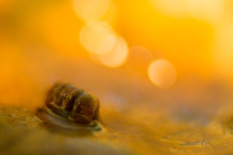 Vertigo sp. фото превью