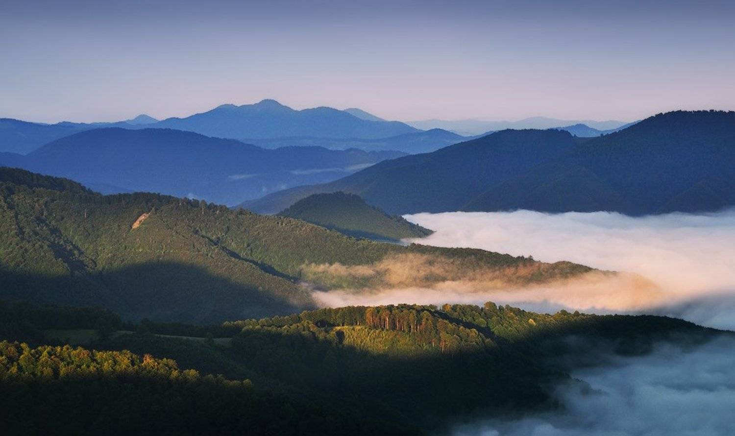 , Денис Кривой