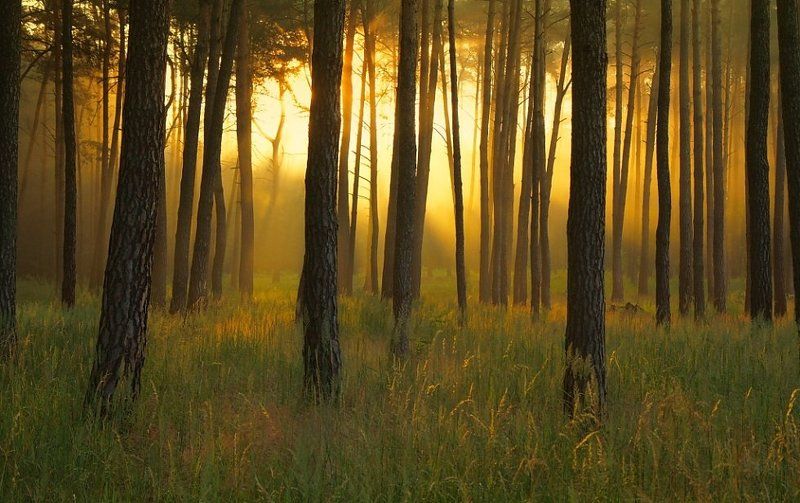 Magical morning in the woods фото превью