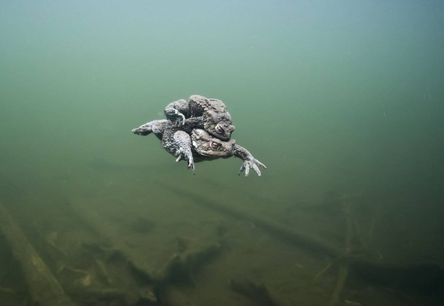 , Эдуард VTORNIK  Николаев