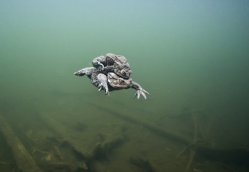 любоф фото превью