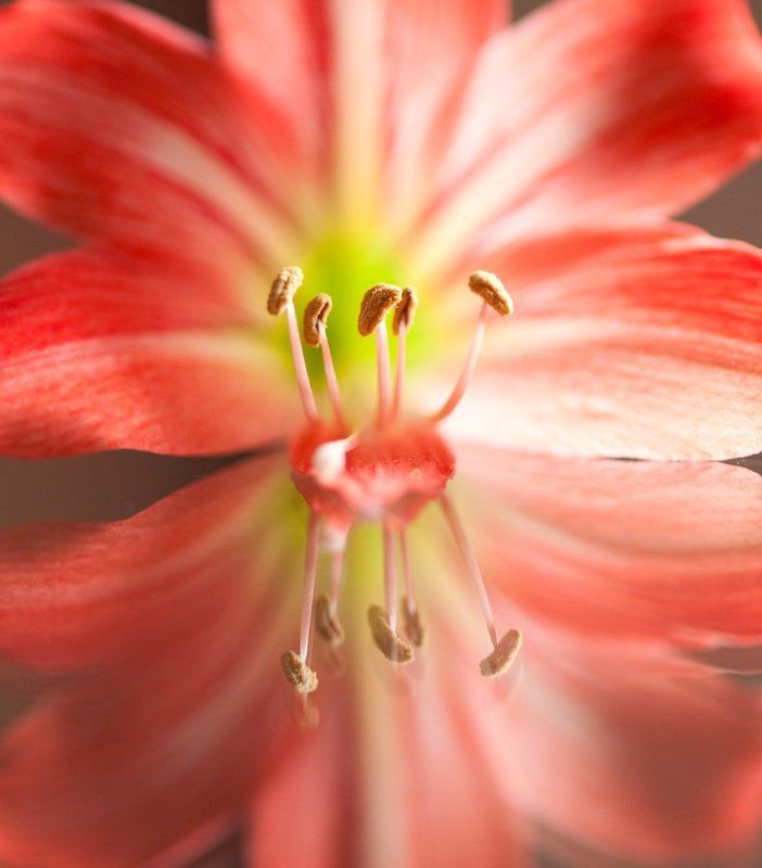 Орхидеи и не только фото превью