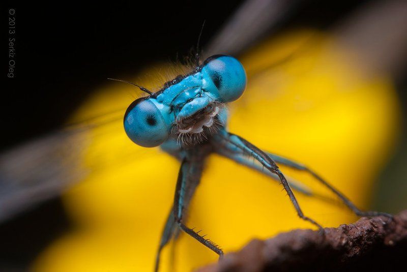 Angry Damselfly фото превью