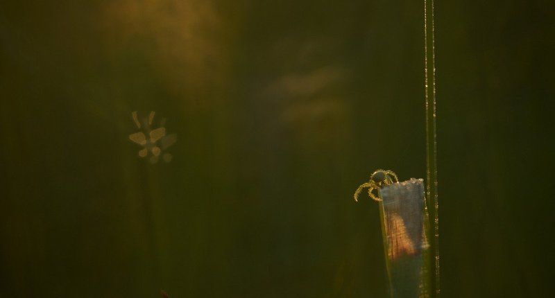 По ночам, во сне, к пауку приходят души загубленных им мотыльков фото превью