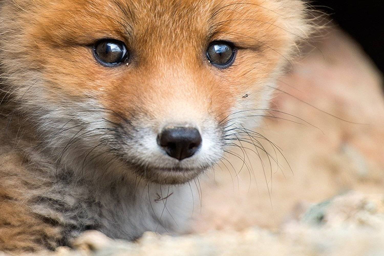 , Иван Кислов