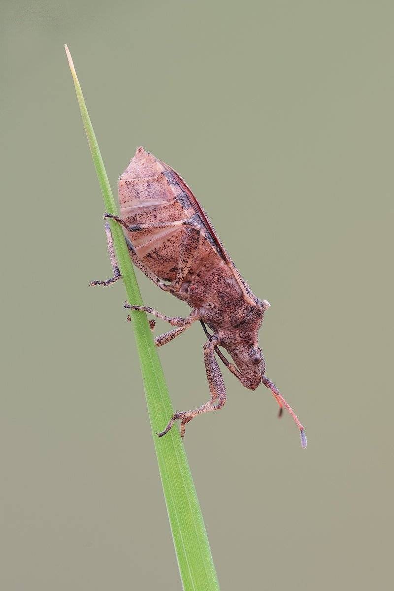 , Вадим Ходаковский