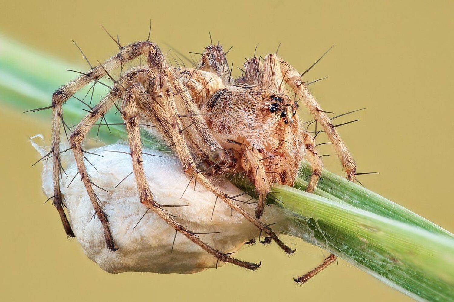 , Вадим Ходаковский