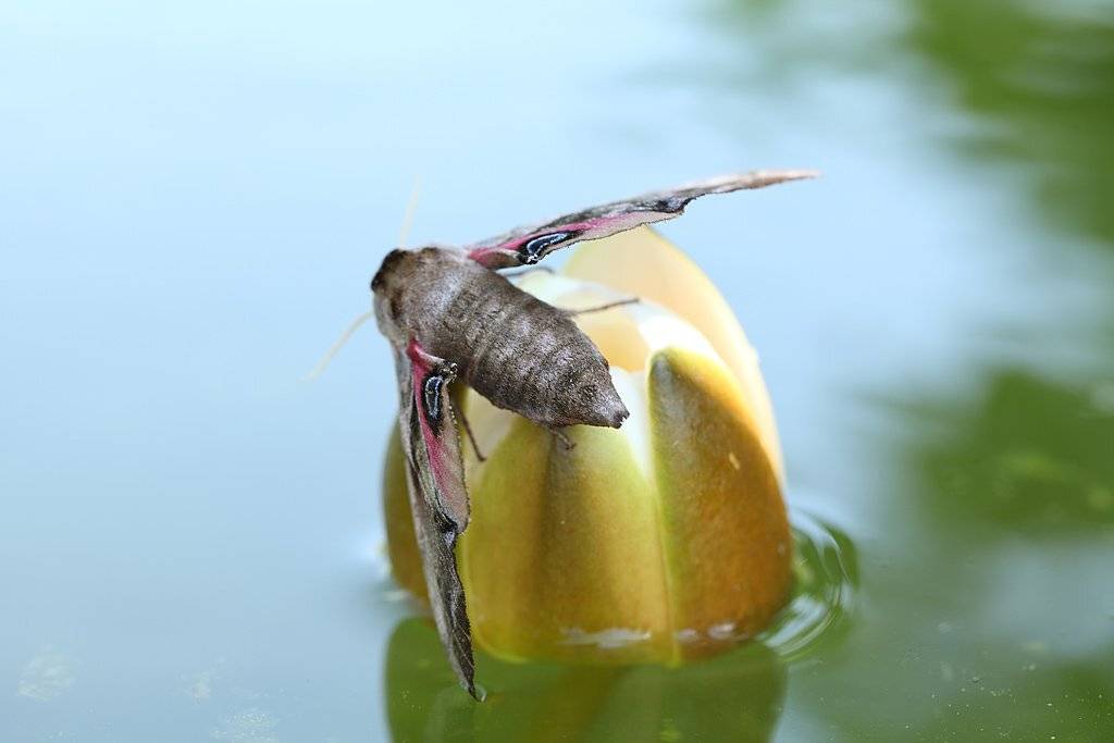 , Сергей Таланов