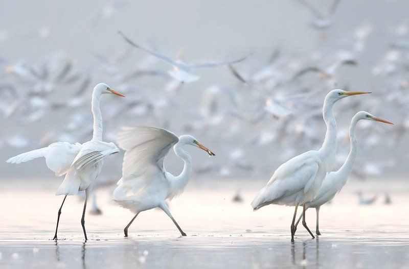 Great egret фото превью