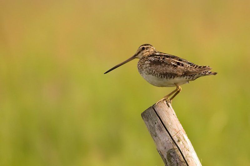 Common Snipe фото превью