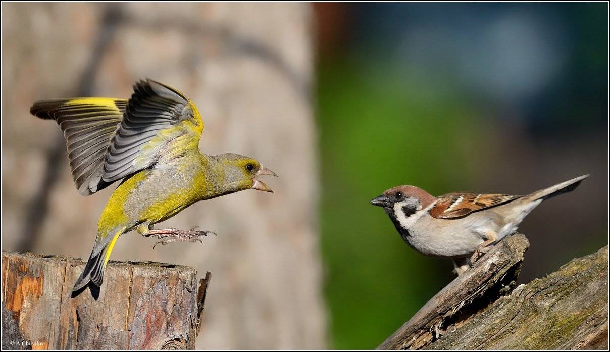 злая, зеленушка, и, воробей, Александр Чувилин