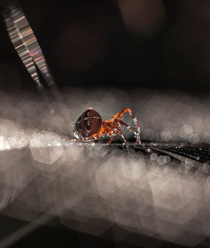 Jeweler. фото превью