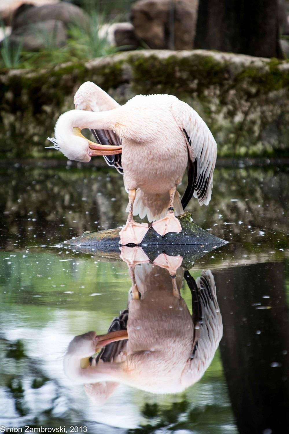 , Семён Замбровский