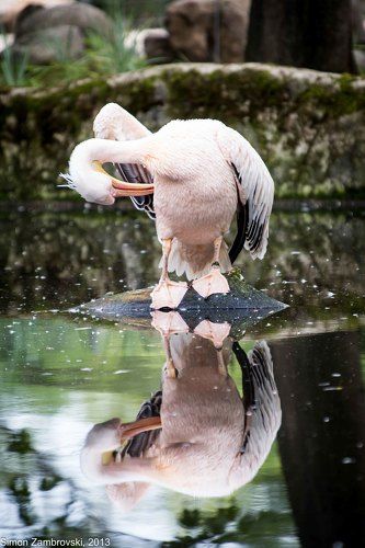 вечерний туалет