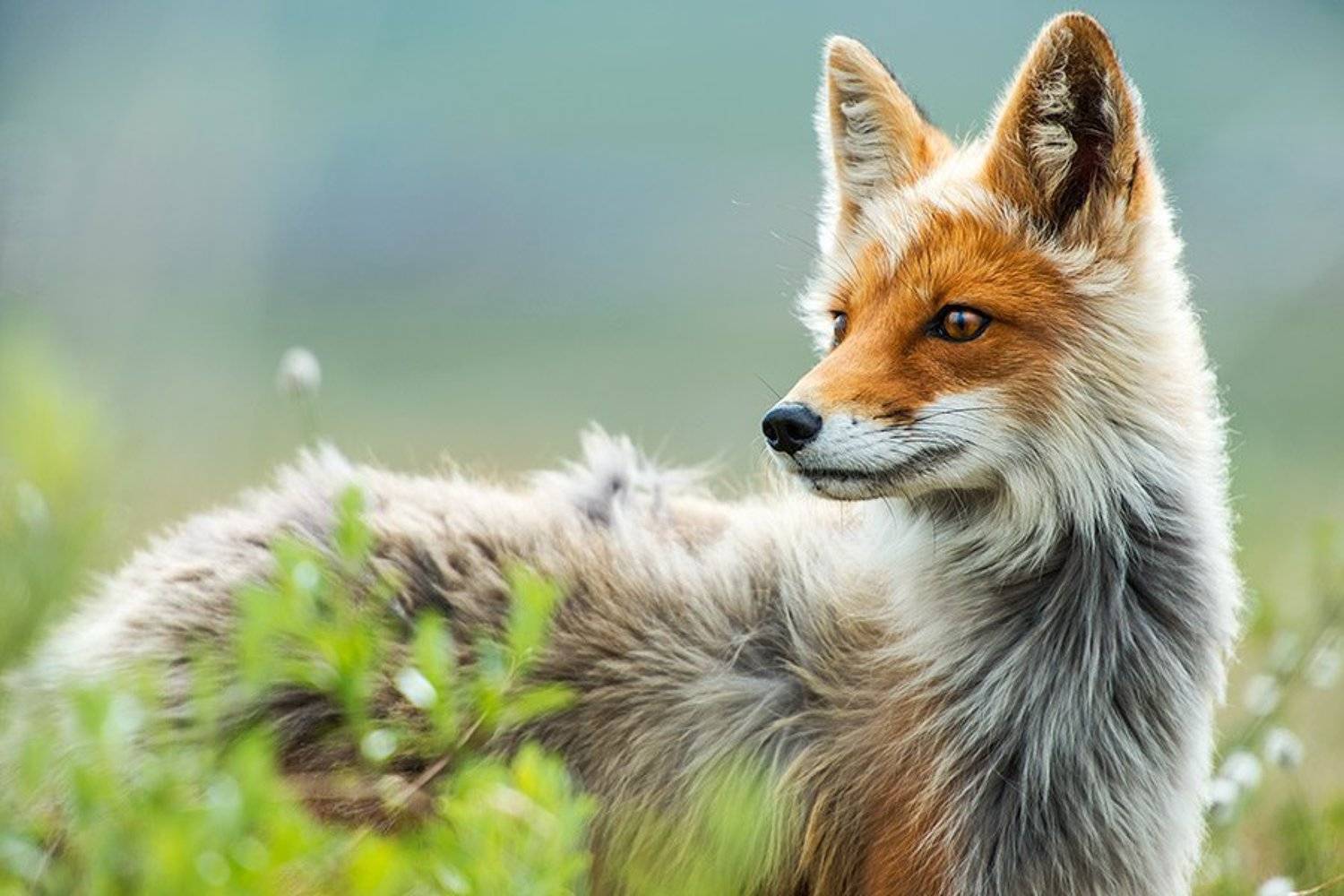 , Иван Кислов