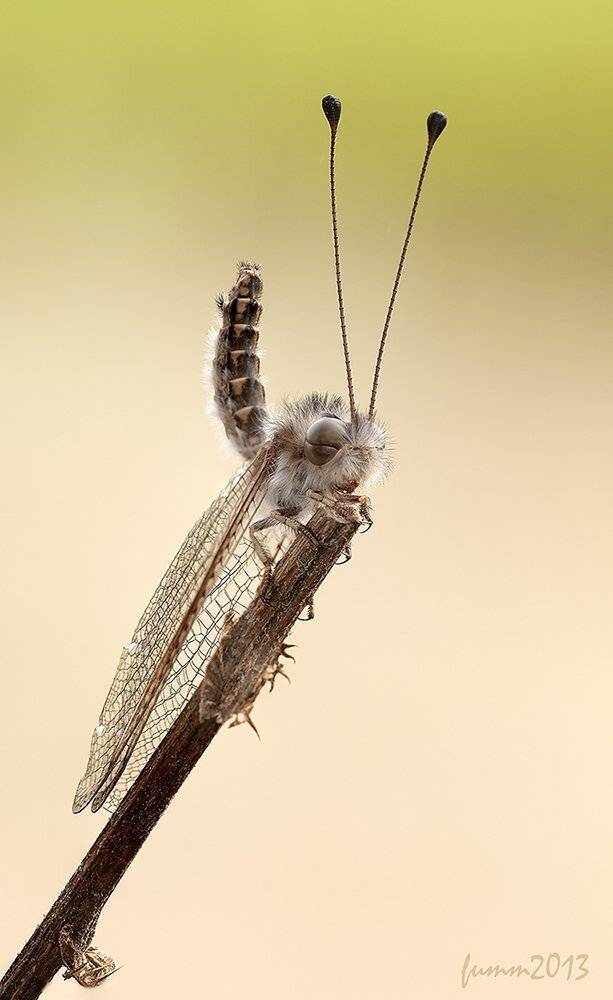 , Игорь ФУММ