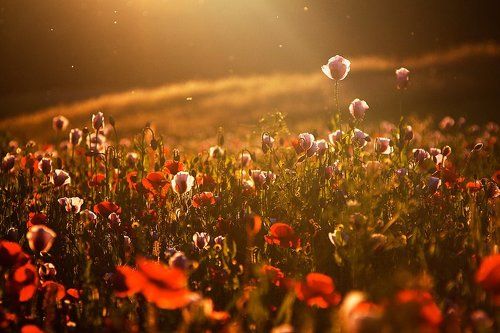 Summer Light