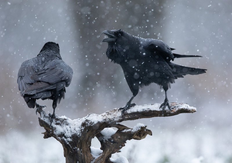 ворон, птицы, снег, А ну, прочь отсюда! фото превью