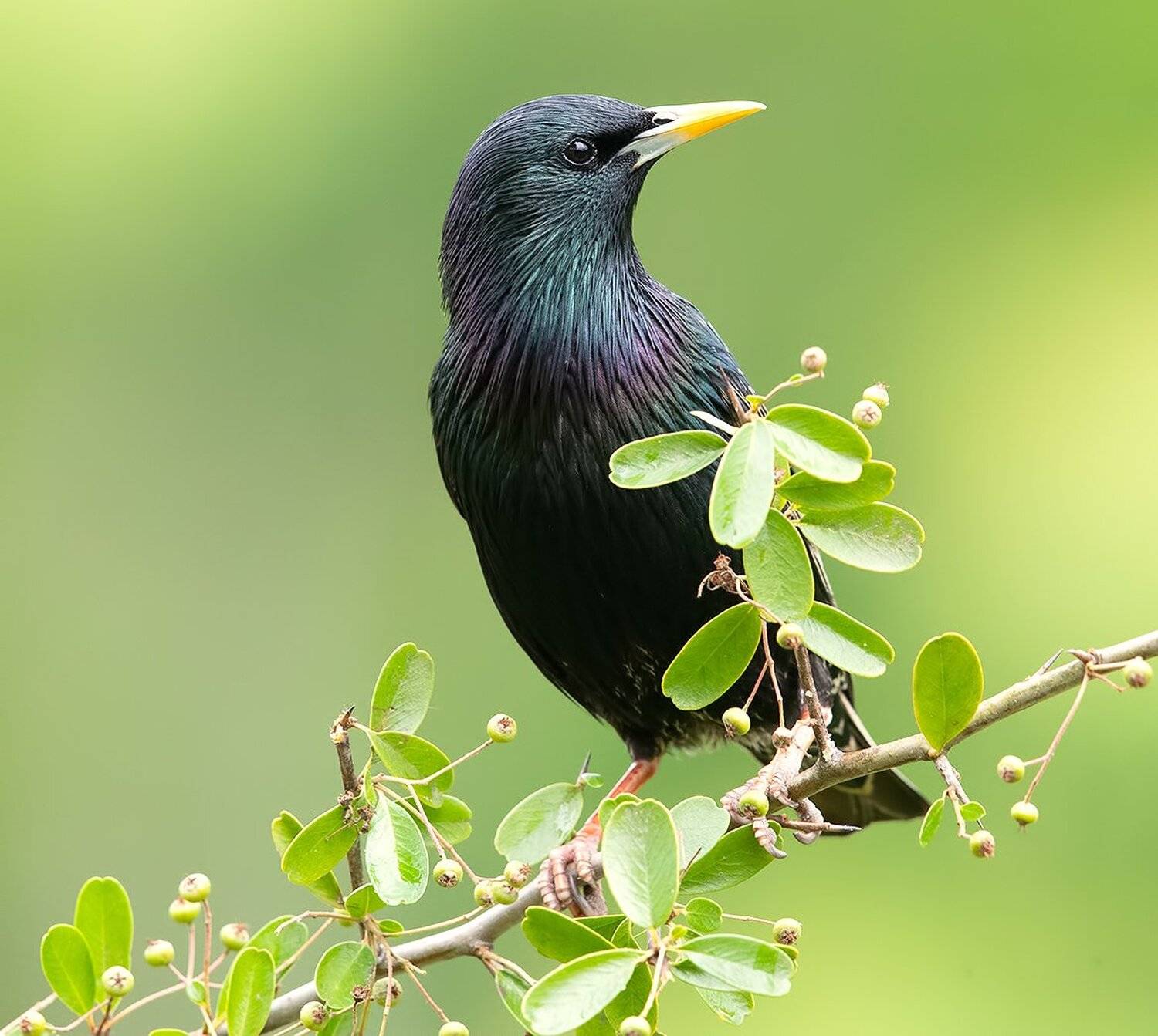 обыкновенный скворец, european starling, скворец, starling, Elizabeth Etkind