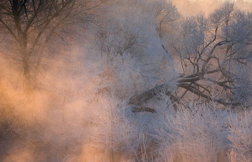 В морозном тумане