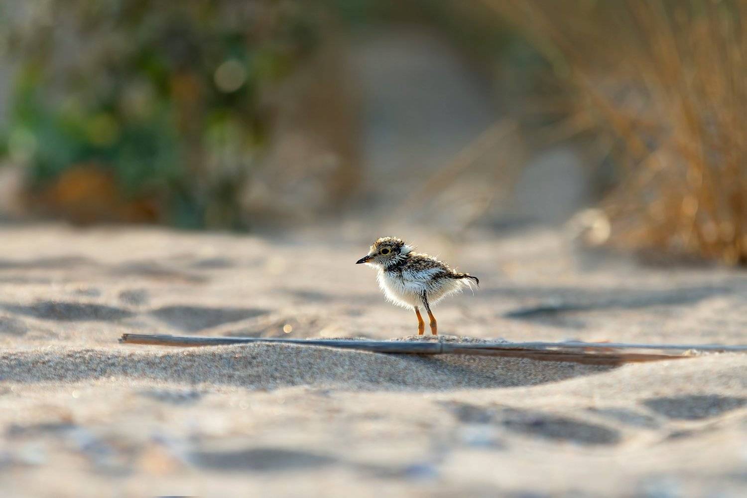 #common ringed plover #charadrius hiaticula, Ivan Ivanov