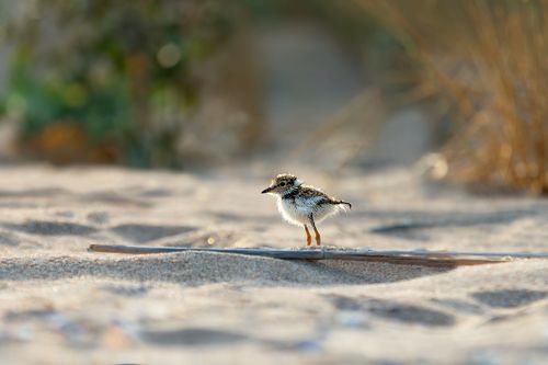 Common ringed plover