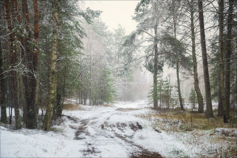 снег, лес, дорога, зима, холод, ели, трава, туман Снежное начало фото превью