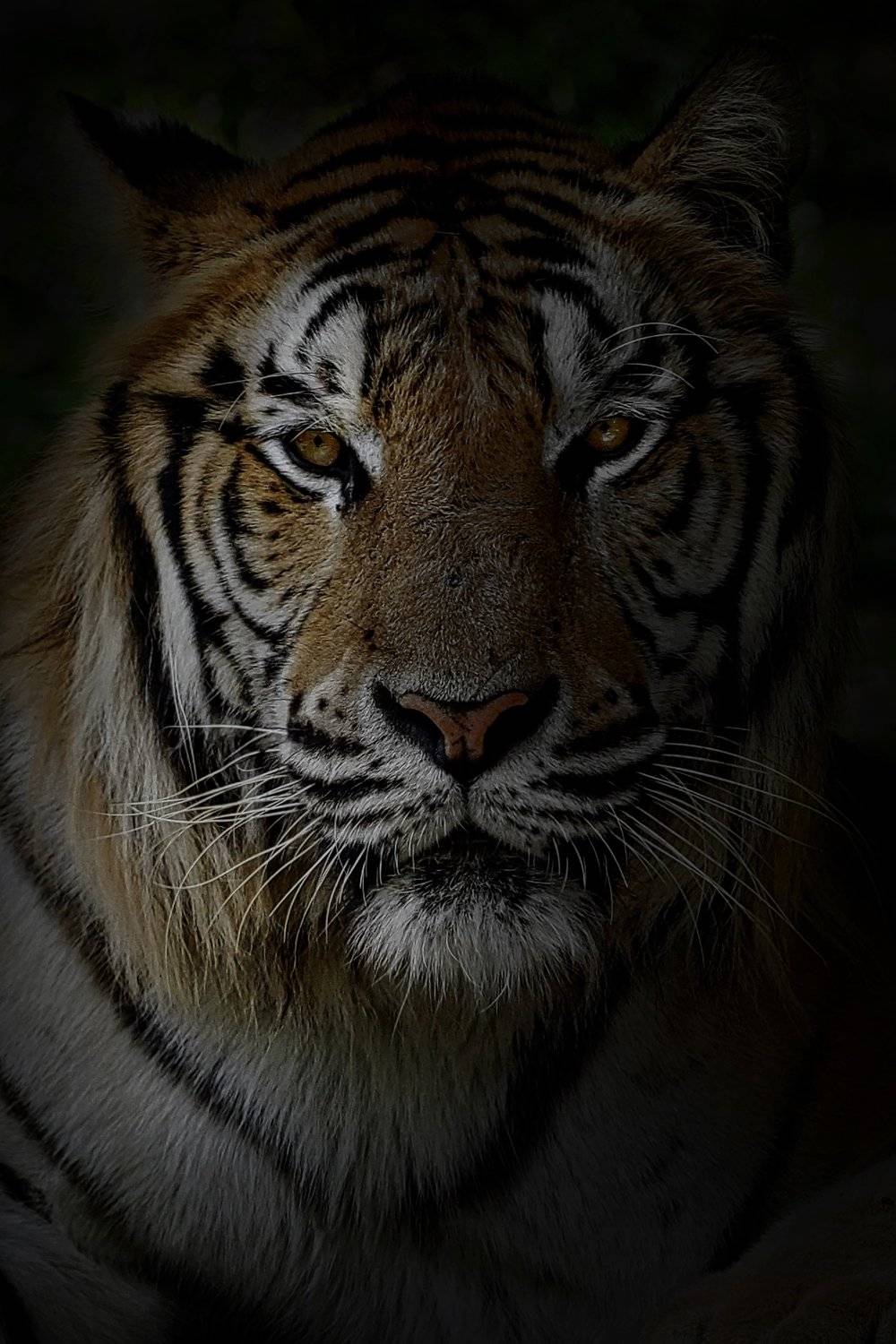 #bengaltiger #pantheratigris #animal #, Eka Novianto Nugroho