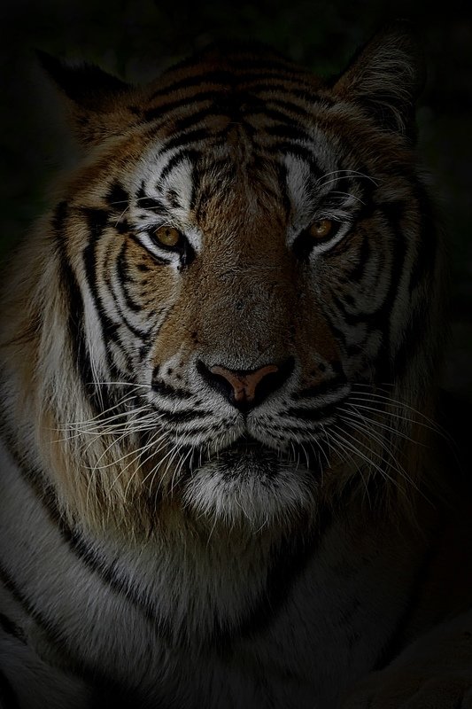 #bengaltiger #pantheratigris #animal # C\'mout from Darkness фото превью