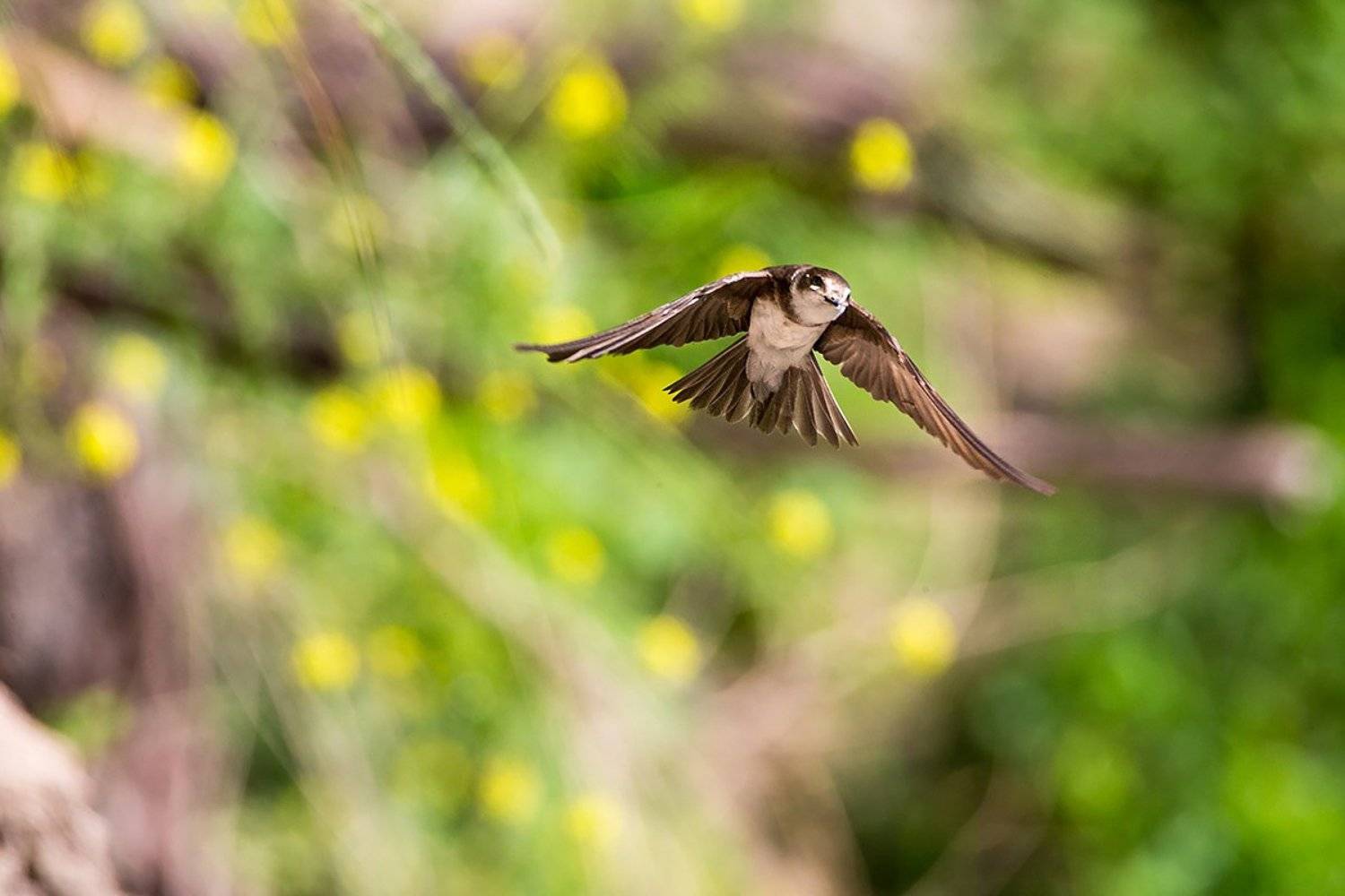 , Сергей Савви