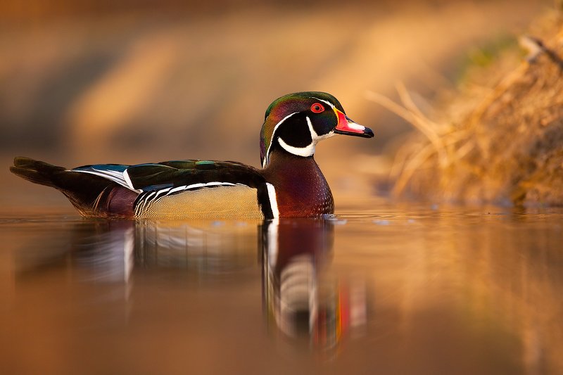 Carolin duck фото превью