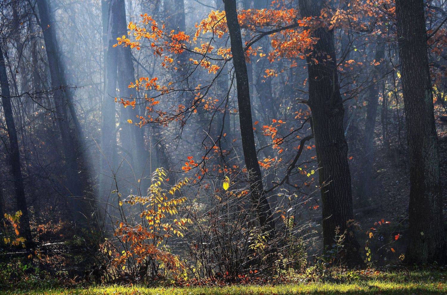 , Милокост Алексей