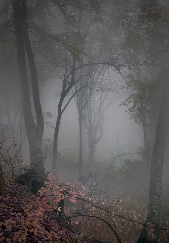 Fog фото превью