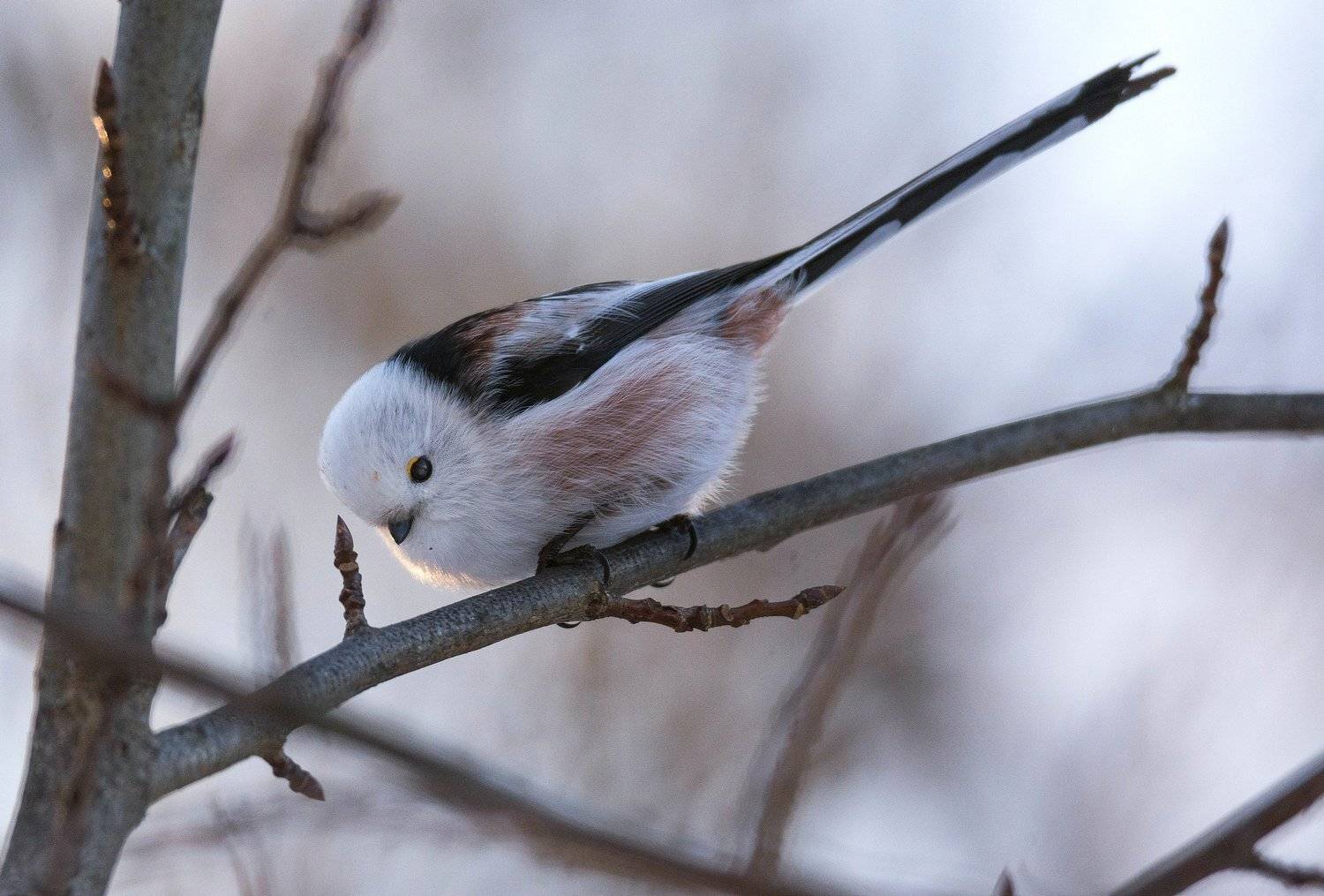 птица синица ополовник, Руслан Сигушин