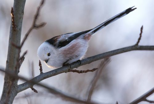 Ополовник